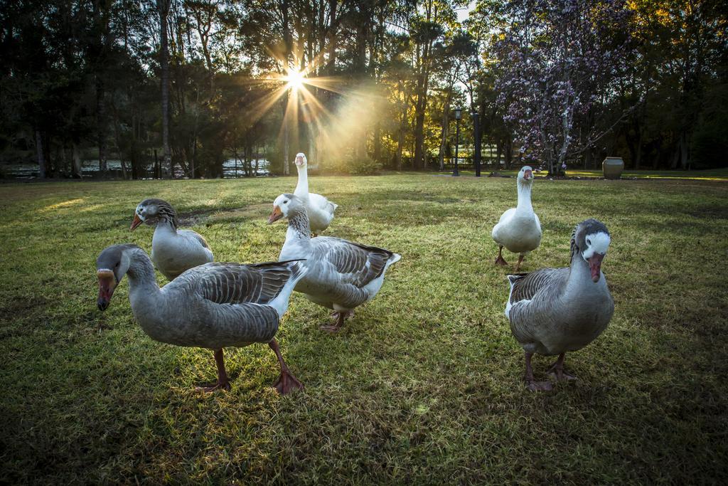 Mccarthy Lake House Maleny Zimmer foto